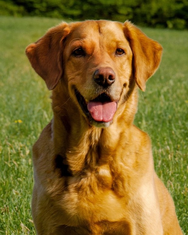 Photo of a fox red Labrador used to create a charcoal pet portrait