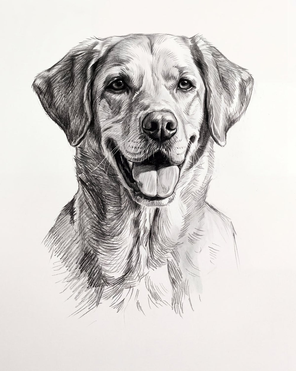 Charcoal portrait of the same Labrador, created from the photo