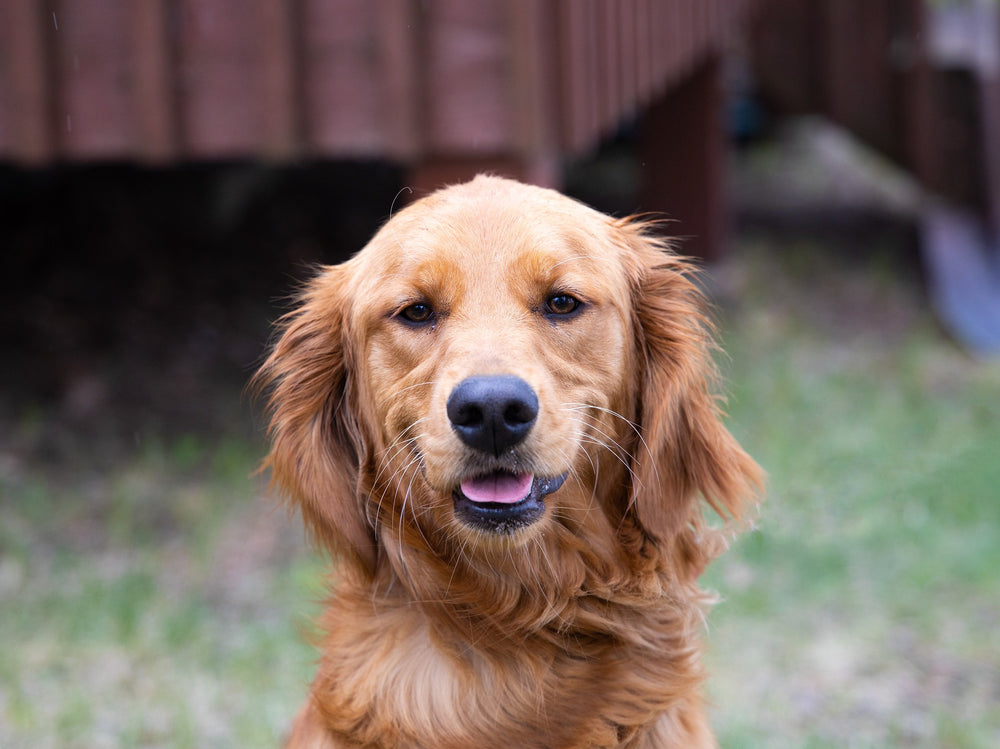 Photo of a golden retriever used to create a classical oil pet portrait