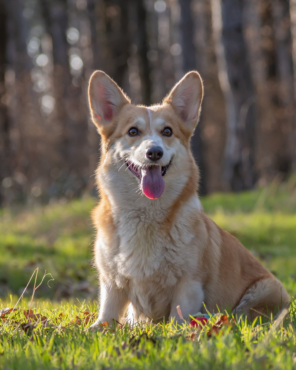 Photo of a Pembroke Welsh corgi used to create a royal renaissance pet portrait