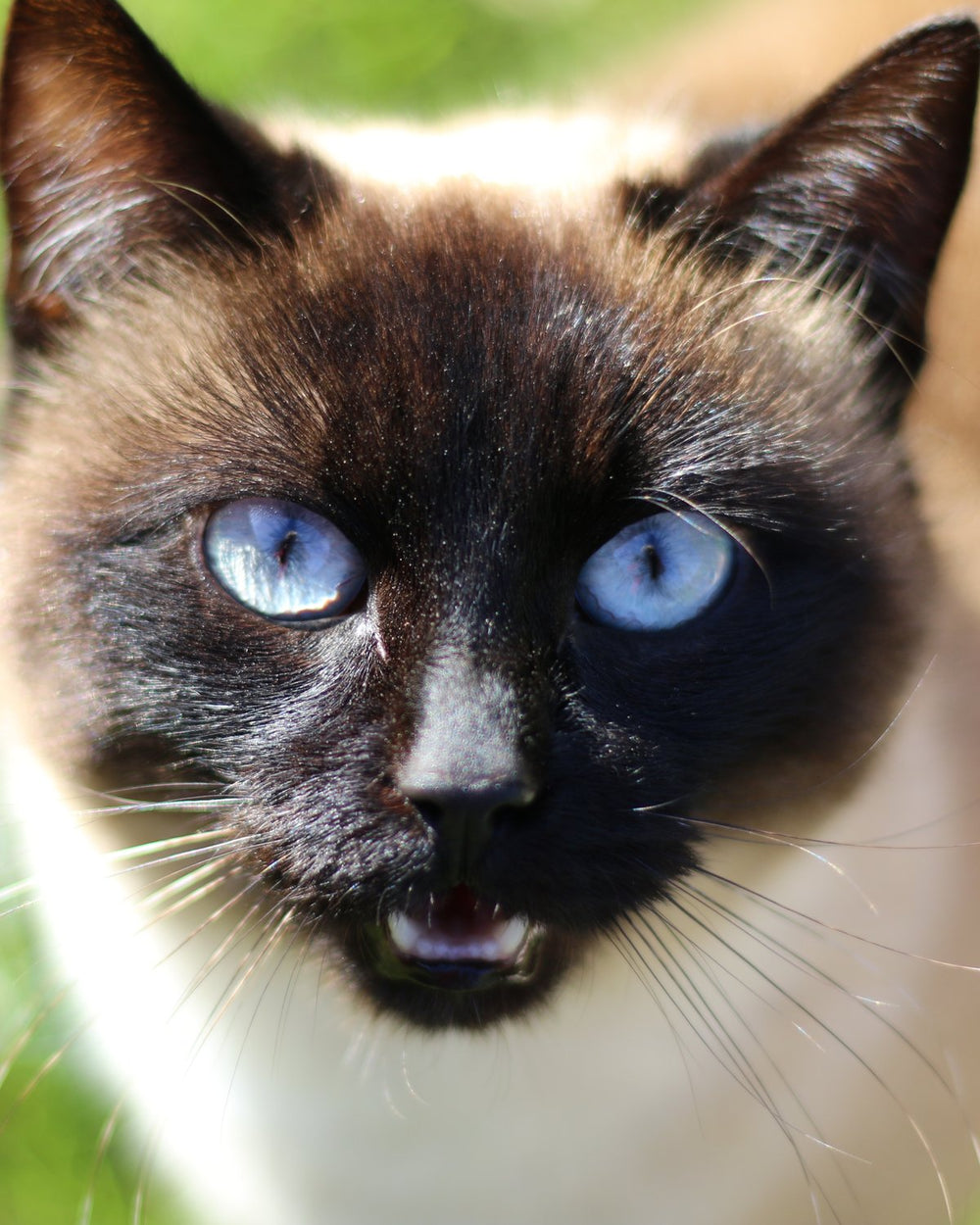 Photo of a seal-point cat with blue eyes used to create a watercolor pet portrait
